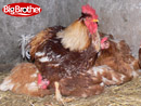 Bild: bb H�hner