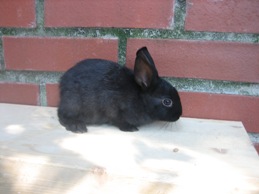 Bild von Kaninchen 4