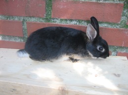 Bild von Kaninchen 5