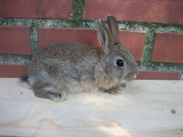 Bild von Kaninchen 10