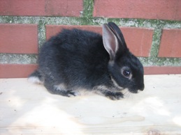 Bild von Kaninchen 11