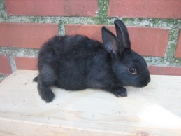 Bild von Kaninchen 12