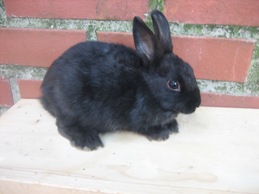 Bild von Kaninchen 13