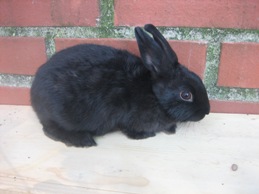 Bild von Kaninchen 15