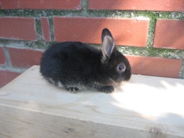 Bild von Kaninchen 16