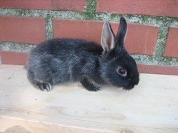 Bild von Kaninchen 17