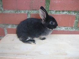 Bild von Kaninchen 19