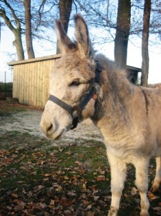 Bild vom Esel Fridolin.