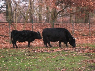 Bild von Martha und Anna-Martha.