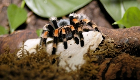 Bild von einer Vogelspinne.