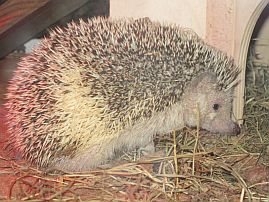 Igel