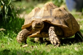 Bild von einer Sporenschildkröte