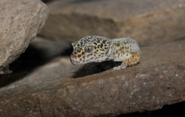 Bild von einem Gecko.