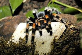 Bild von einer Vogelspinne.