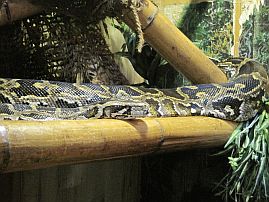 Bild von der Tigerpython.