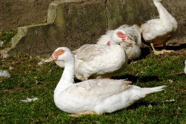Bild von Enten