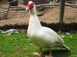Bild von Erpelchen