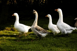 Bild von Gänsen