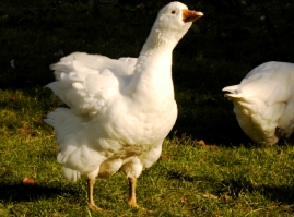 Bild von unserer ältesten Gans