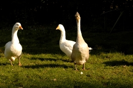 Bild von unseren Gänsen