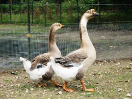 Bild von den zwei Gänsen.