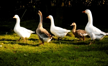 Bild von G�nsen und Enten