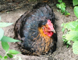 Bild von eines der Huehner.