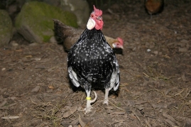 Bild von zwei Zwergh�hner.