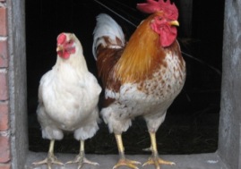 Bild von Hahn und Huhn