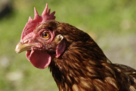 Bild von einem Huhn