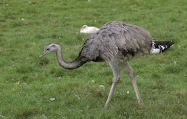 Bild vom Nandu