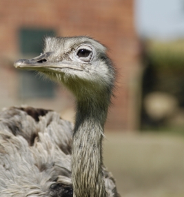 Bild vom Nandu