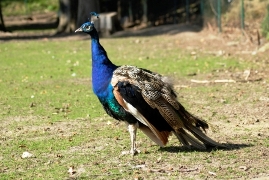Bild von einem Pfau