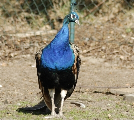Bild von einem Pfau