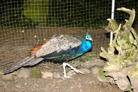 Bild von einem Pfau