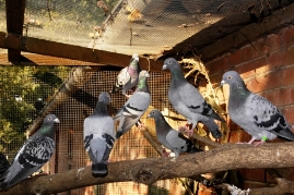Bild von unseren Tauben