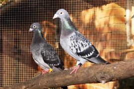 Bild von zwei Tauben