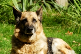 Bild von Sch�ferhund Asta.