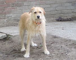Zu den Hunden