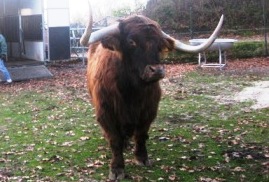Bild von Ochse Ernie