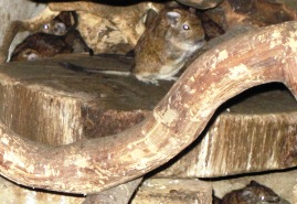 Bild von den Degus.