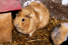 Bild von Nager 02.