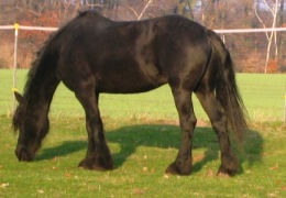 Bild von Balu