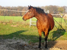 Bild von Bukina