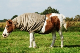 Bild von Chirokee
