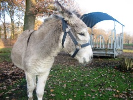 Bild von Esel Fridolin