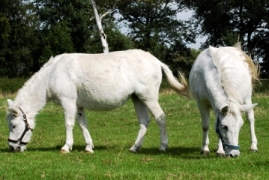 Bild von Hanni und Nanni.