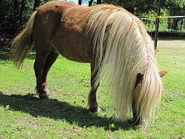 ein braues Pony mit langer blonder Mähne grast.