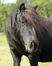 Bild von Jerry.