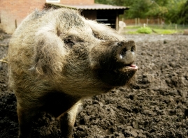 Bild von einem Wollschwein.